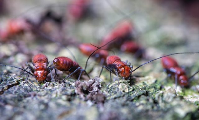 How to Get Rid of Ants from Car