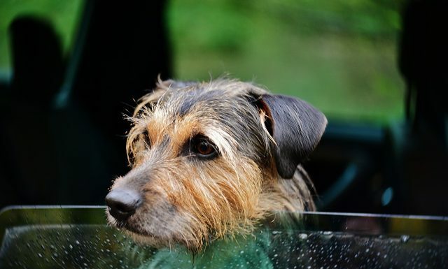 How to Remove Dog Hair from Car?
